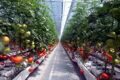 Farmers in Uzbekistan offered to use biofuel for greenhouse heating